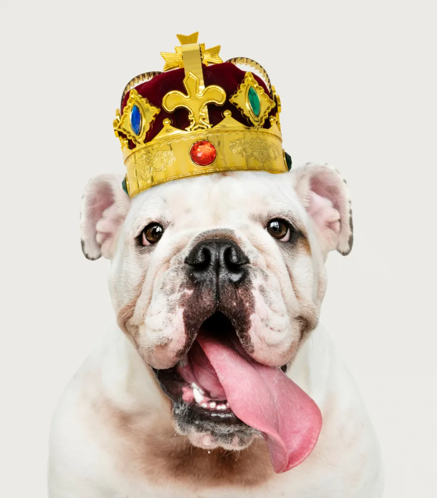 content marketing for dog brands
