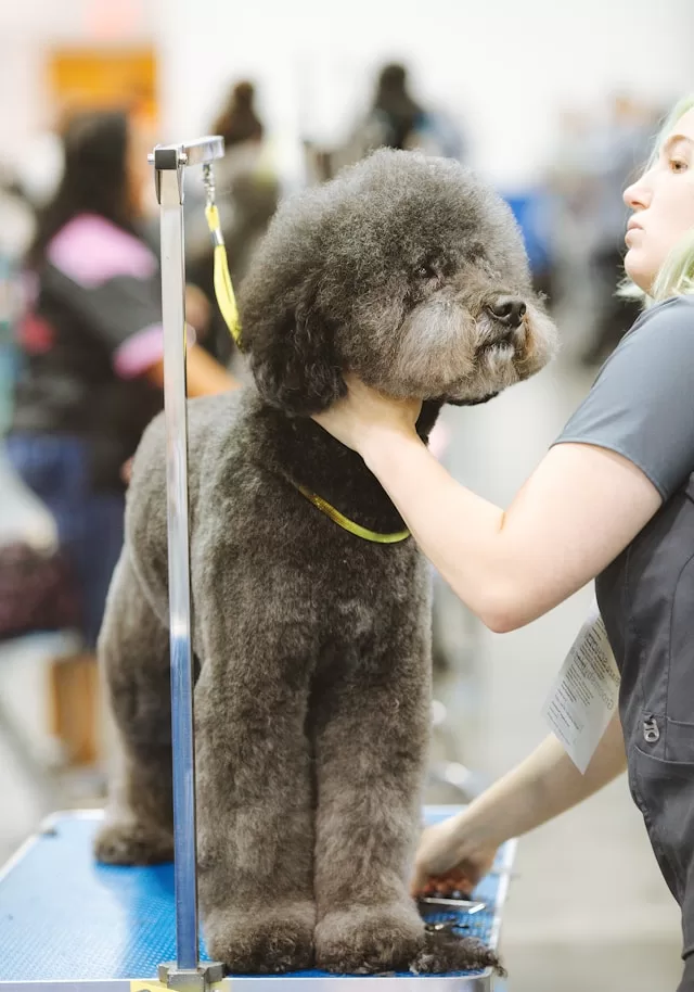 dog grooming seo