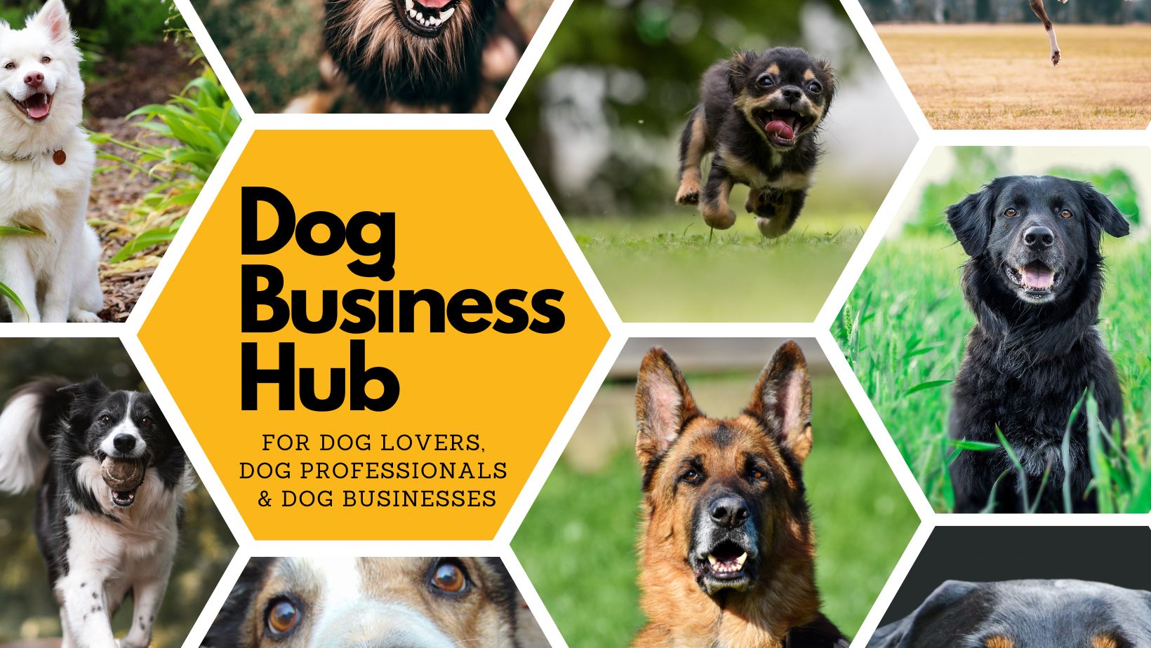 Dog Business Hub
