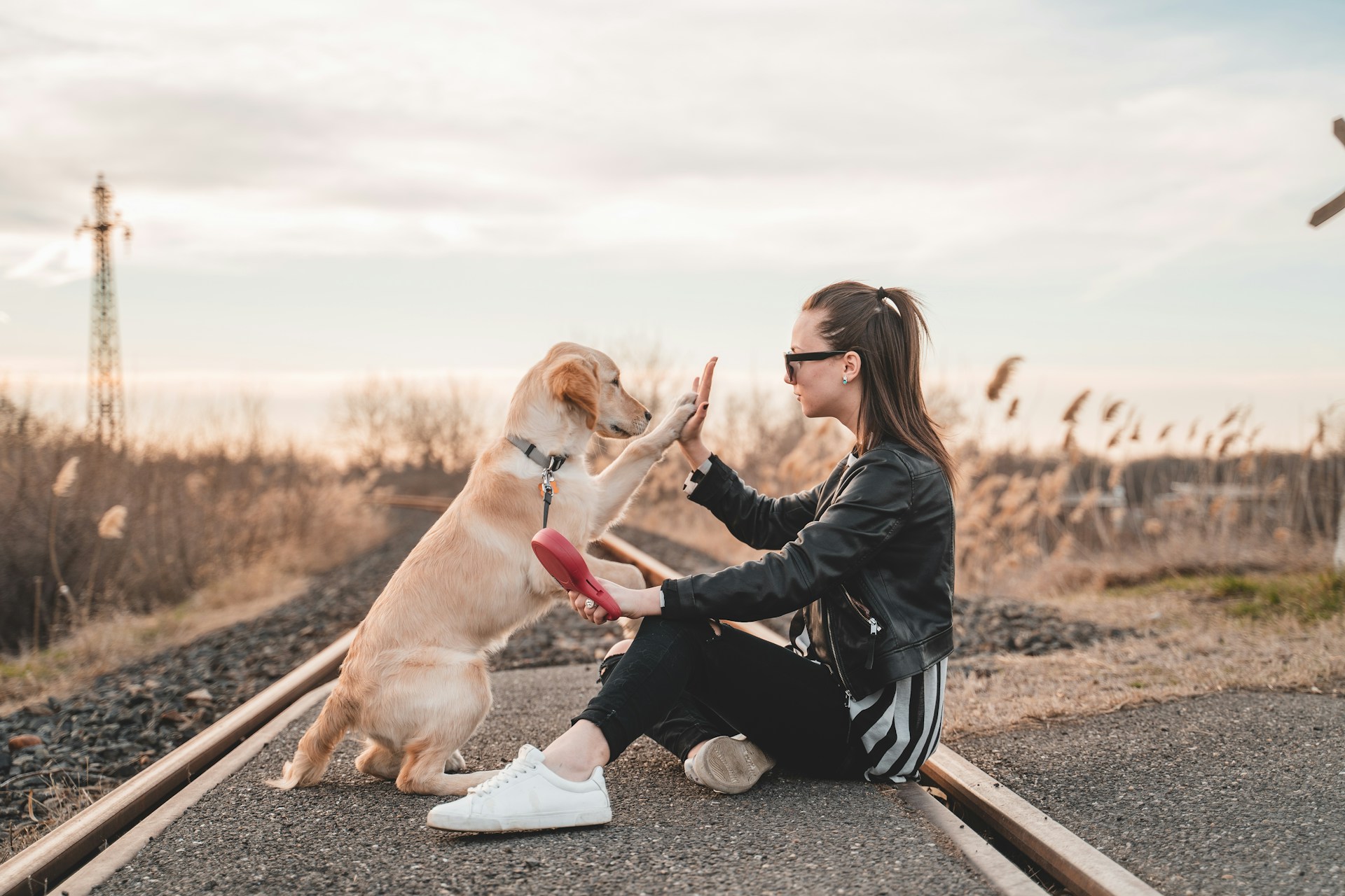 Content Marketing for Dog Businesses